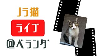 ノラ猫ライブ＠京都のベランダ