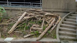 PeterStreetBasin_2026-07-27_v0015-002_dbros