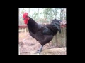 Songs From The Mountain- Cluck Old Hen