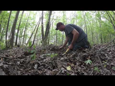Briar Roots, diggin' with Dan