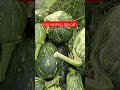 Squash plantation get flooded before harvesting...what to do???!!! #shorts #squash #farmer