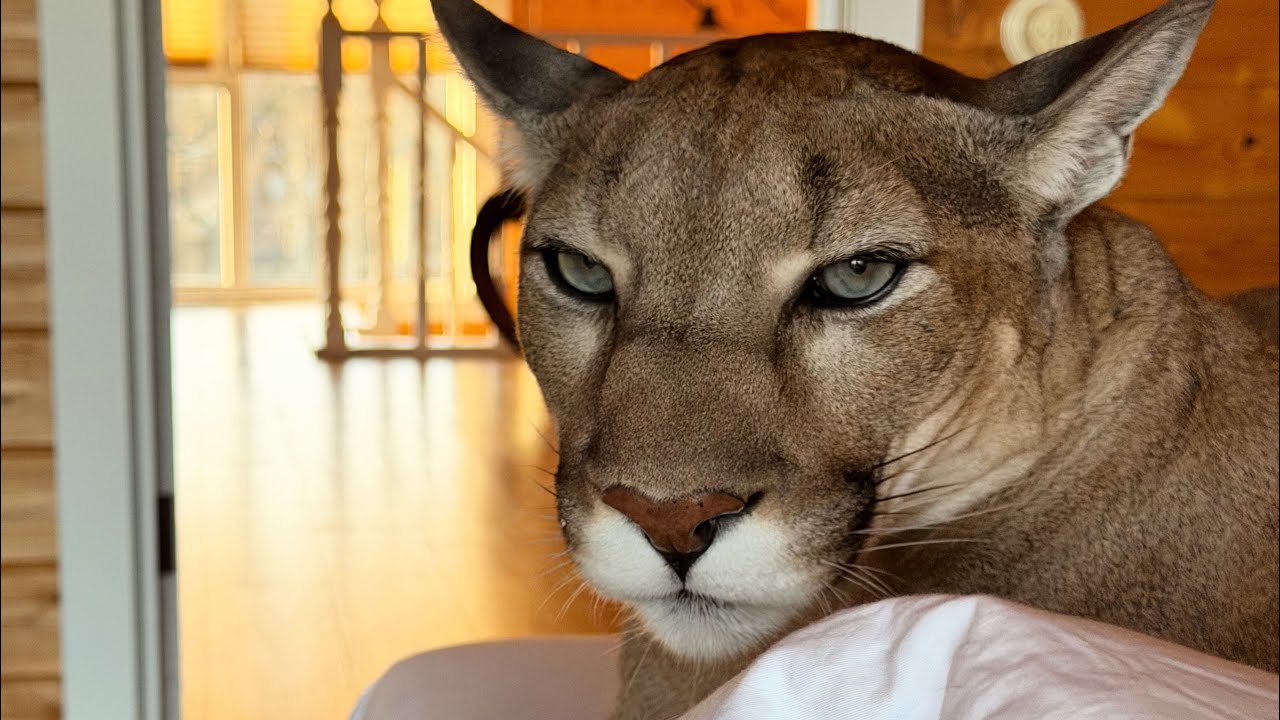 Что видит хозяин пумы Месси открыв утром глаза! Месси научился долго мурчать