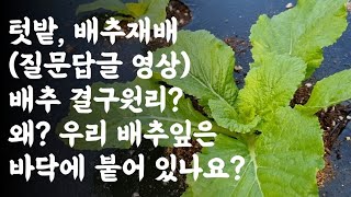 배추 결구원리? 내밭에는 배추잎이 바닥에 붙어 있을까요? / (질문답글 영상)