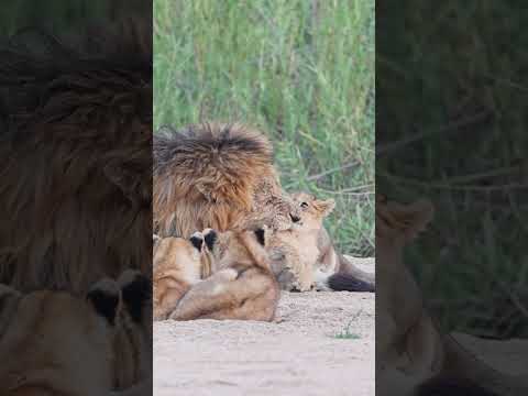 Lion Cub Gets Scolded by Daddy 🥺