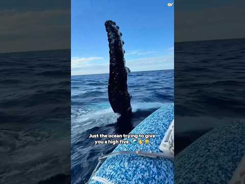 Ocean “surprises” always come out of nowhere. 🌊❤️#whale#fish#ocean#funny#usa