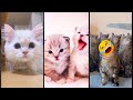 Cute Kittens Funny Cats Fighting FunnyCats Ep 4430