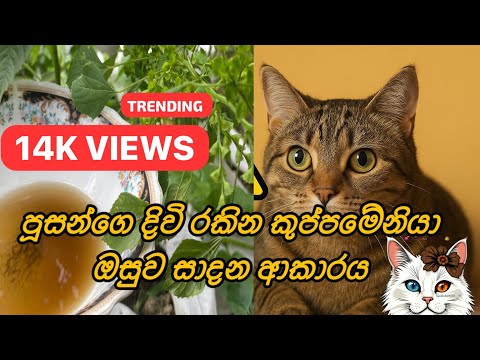 පූසන්ගෙ දිවි රකින කුප්පමේනියා ඔසුව | Cat Medicine for Any Disease  #cat #catlover #petlover