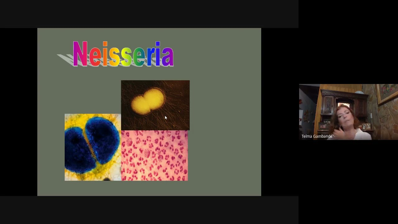 Octavo Seminario Microbiología Injuria 2021. Cocos gram - . Mycoplasma. Chlamydia.