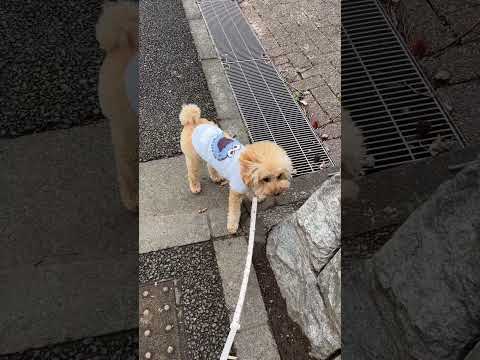 経営学科 トイプーソル1歳 #トイプードル #おパンツカット #toypoodle
