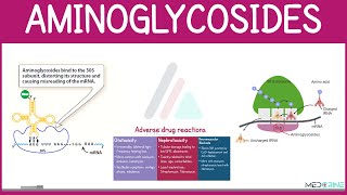 Aminoglycosides Pharmacology | Mechanism of Action, Uses, Examples, Dosing & Side Effects