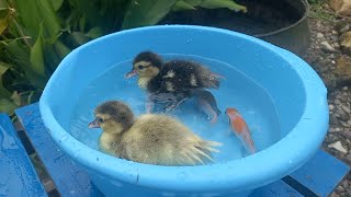 Bebek Lucu Dimakan Ikan