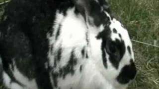 Peter Cottontail: The modern tale: Hoppy Speed Rabbit: PART 1 of 2