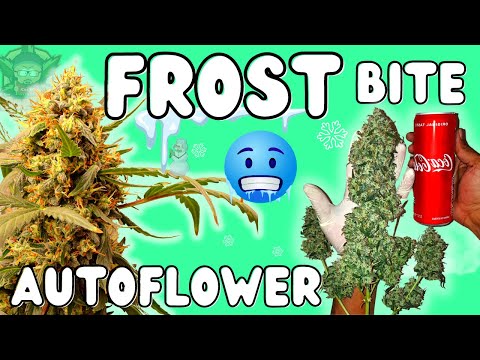 Pushing Autoflowers to their LIMIT! 😱 | GobSmacked Genetics (Seed to Harvest Documentary) Mars Hydro