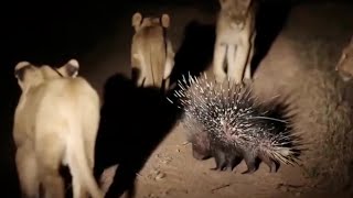 Porcupine fighting off SEVENTEEN lions