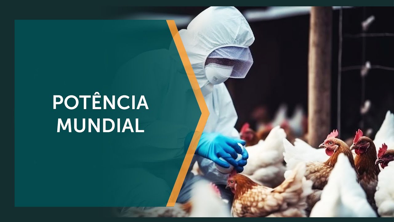 Brasil nunca teve influenza aviária no setor comercial