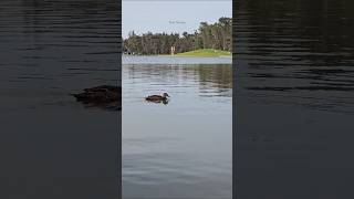 Queen Victoria Lake in Shepparton without trending audios #australia #victoria #Shepparton #animals