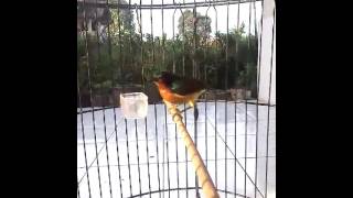 Download lagu Kolibri muncang (jm) mp3 Download lagu Kolibri muncang (jm) mp3