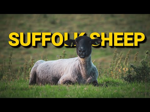 , title : 'Suffolk Sheep ~ 17 Facts About Suffolk Sheep that you didn't know ~ #crittergospel'