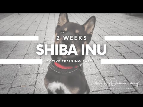 Victoria Dog Obedience Training video.