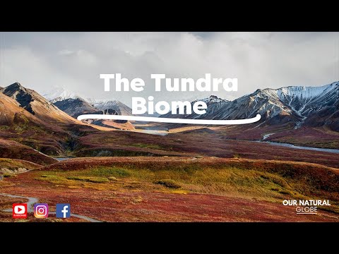 The Tundra Biome
