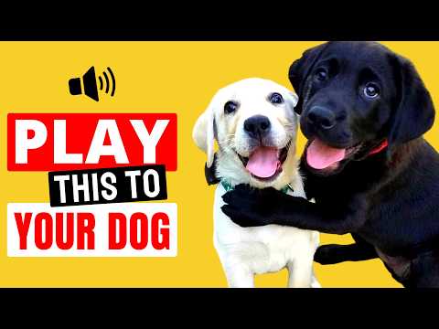 99% of Dogs React to These Sounds 🐶 Play This to Your Dog