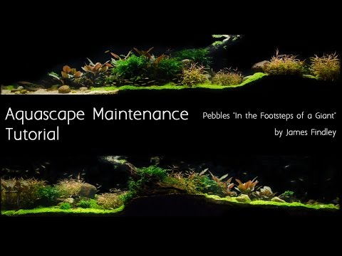download lagu mp3 mp4 Aquascape Maintenance, download lagu Aquascape Maintenance gratis, unduh video klip Aquascape Maintenance