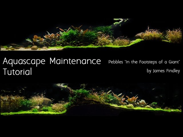 Aquascape Maintenance Tutorial Guide- The Green Machine