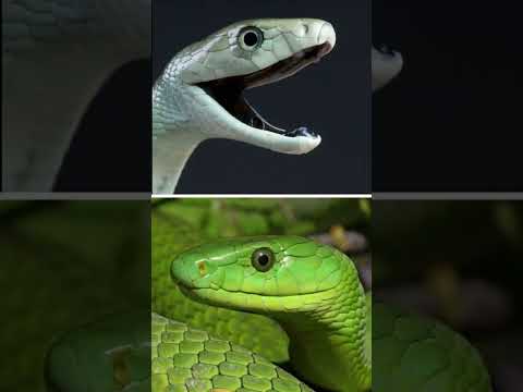 Black Mamba vs. Green Mamba – Who Would Win? #AnimalFight #WildlifeShowdown #SnakeVsSnake