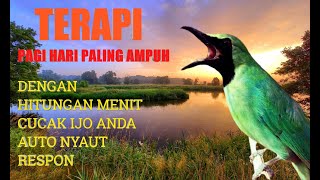 Download lagu TERAPI CUCAK IJO DI PAGI HARI AMPUH DAN CEPAT MENGEMBALIKAN MENTAL DROP, SEKETIKA NYAUT DAN GACOR. mp3 Download lagu TERAPI CUCAK IJO DI PAGI HARI AMPUH DAN CEPAT MENGEMBALIKAN MENTAL DROP, SEKETIKA NYAUT DAN GACOR. mp3