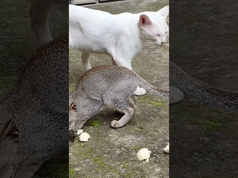 cats lovers #cat #shorts #shortvideo #shortsfeed