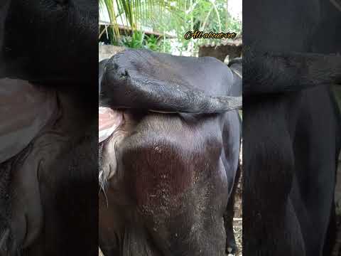 , title : 'Artificial insemination for cattle | Dr Cathleen@allaboutvetDrcathleen'