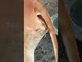 Cow In Heat Short