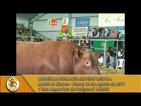 24-08-17 Venta de Toros Angus P.P. - Cabaña La Torcacita - A. G. Chavez.