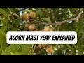 Acorn Mast Year Explained