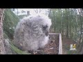 Baby Owl Owlivia Brings Sudbury Neighbors Together Through Backyard Webcam