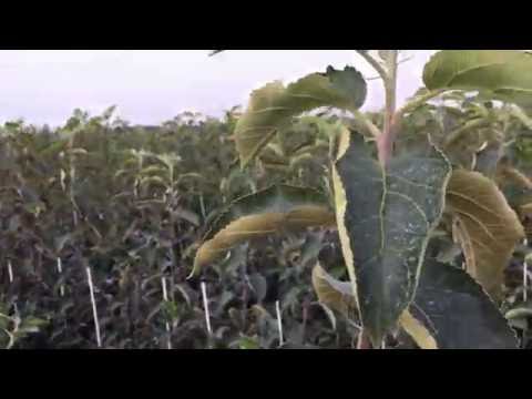 Szkółki [jesień 2016] - Bielak, Zagórze