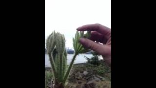 3 Alaska Wild Edibles