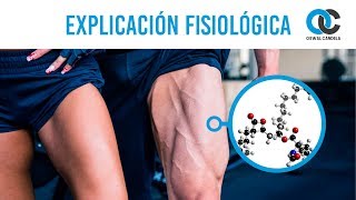 Cómo tonificar un músculo (Explicación fisiológica)