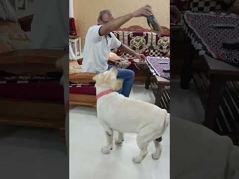 Jerry's energy removes stress #labrador #doglover #cuteanimal