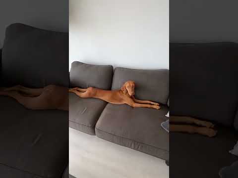 How are Vizsla’s so tiny and big at the same time 🥹🫶🏼 #shorts #shortsfeed #puppy #vizsla #dog