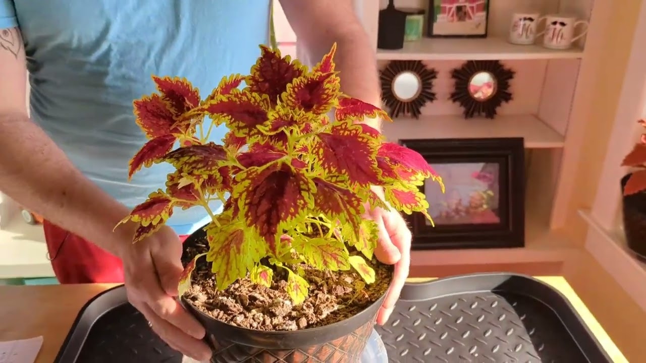 How to Care for Coleus in Winter