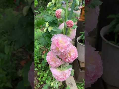  10 個の春の野の花と写真: 特性、象徴性、興味深い事実  庭園