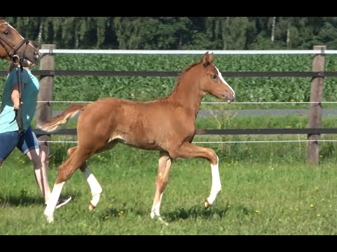 *2020 Stute von Secret - For Romance SOLD!!!