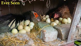 Crazy Hen And Duck Harvesting  Many Eggs Together - Eggs To chicks