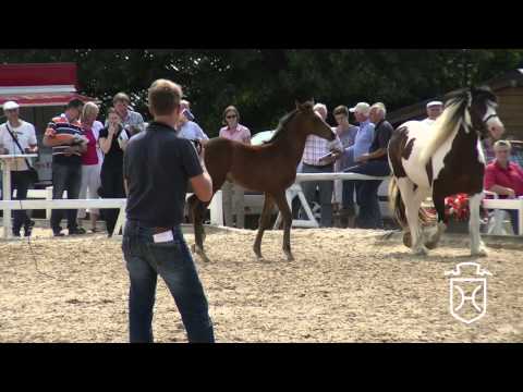 Hengstfohlen von Cascadello I - Cassini I - Lucky Lionell