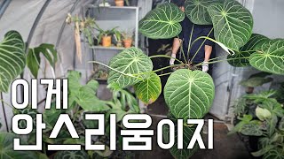 4년 묵은 안스리움 화분 찢었습니다... ㅣ안스리움 매그니피컴 분갈이