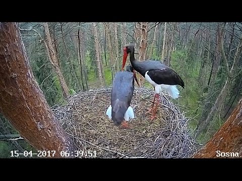 2017/04/15 06h39m Poland Black Stork~Mating strange Male with?