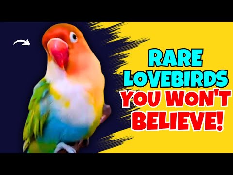 Top 5 RARE Fischer's Lovebird Mutations 🦜✨