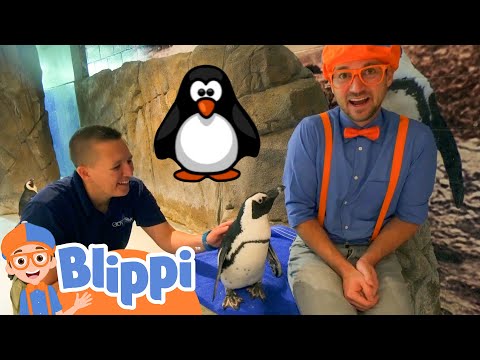 Blippi Visits an Aquarium | Learn About Animals and Fish |  Fun and Educational Videos for Kids