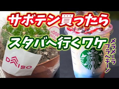 クリスマスサボテンに気根？シュルンベルジェラを適切に維持するために避けるべき間違い  庭園